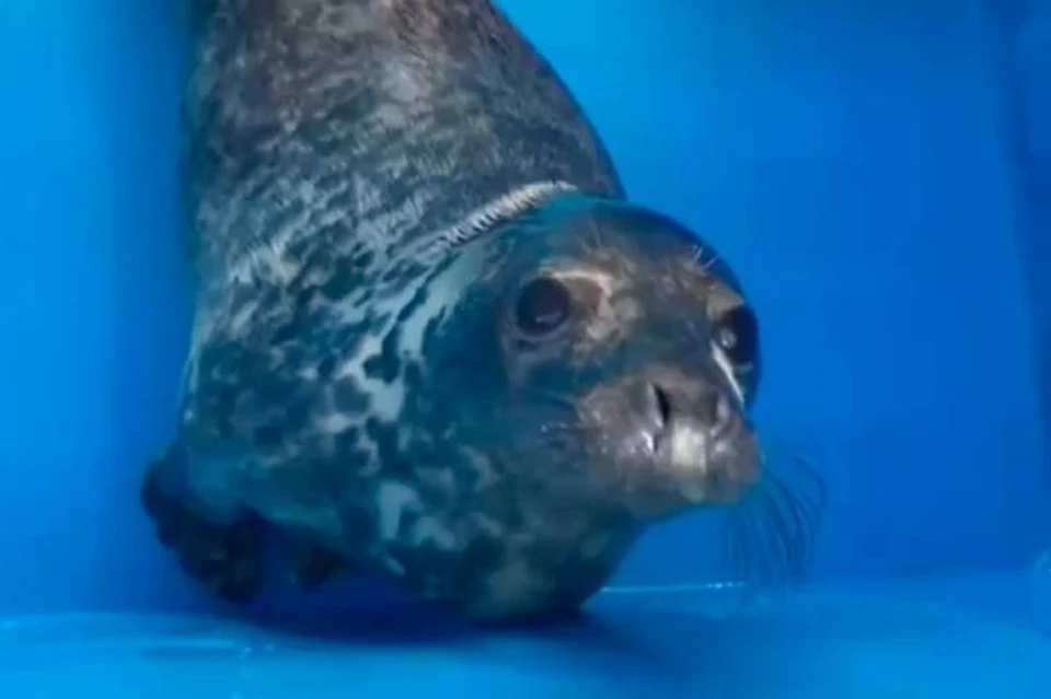 Умирающий детеныш тюленя, спасенный под Петербургом, пошел на поправку