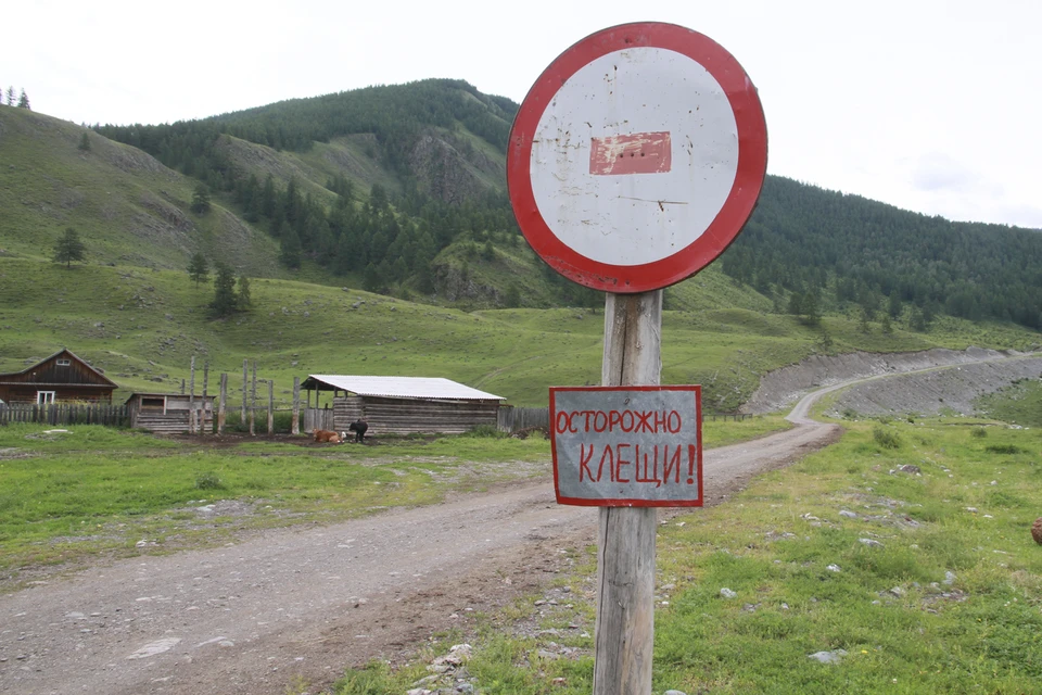 Детям в этом году без прививки от клещей не обойтись