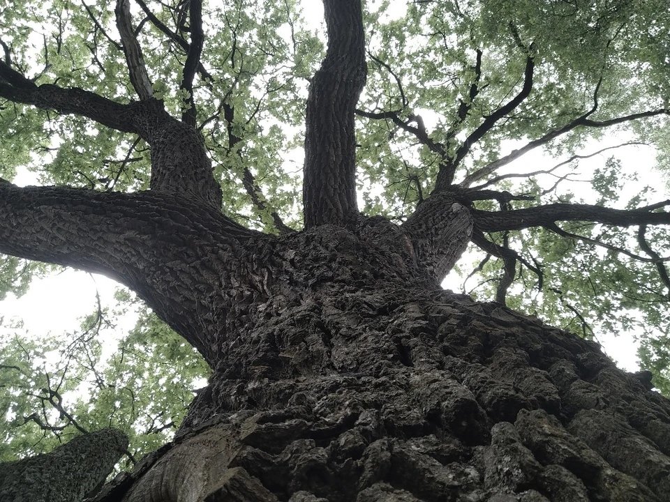 Тургеневский дуб из Орловской области претендует на звание Дерево года