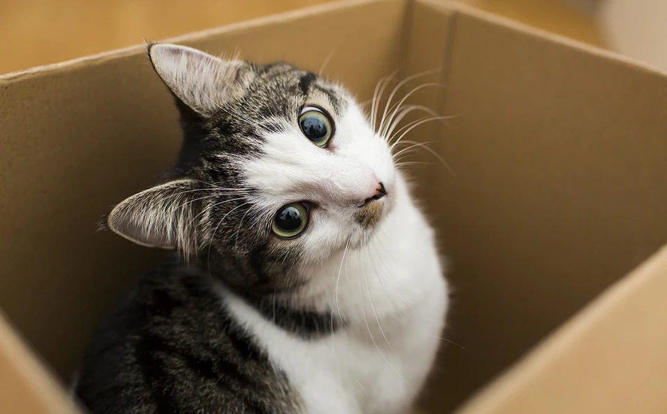 Коробка для кошки - дом родной.