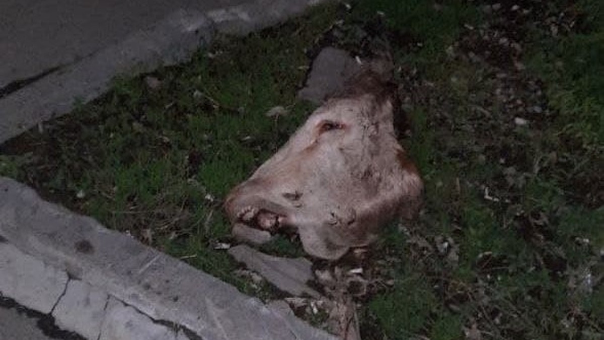 В центре Саратова выбросили отрезанную голову коровы - KP.RU