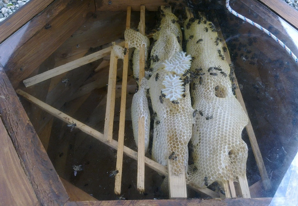 В Орловской области пасечников предупредили о возможной опасности, грозящей пчелам