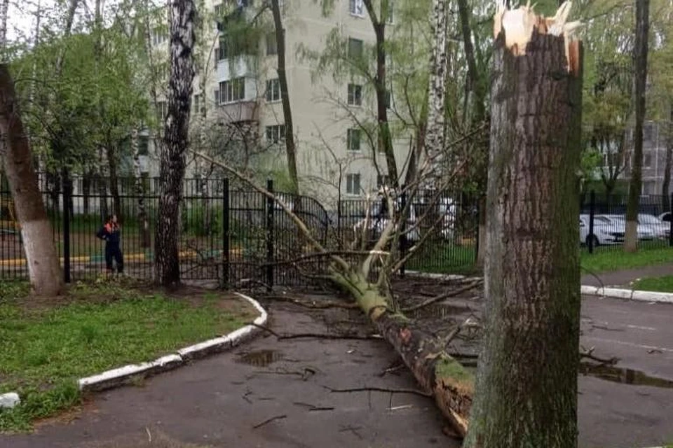 Во время мощного ветра в службу спасения поступило 11 сообщений о поваленных деревьях.