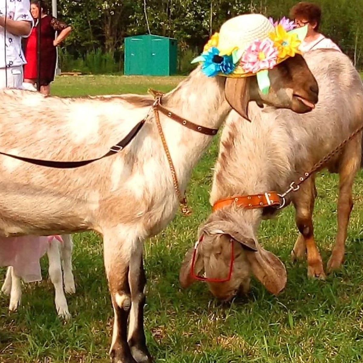 Утро в Ижевске: голая женщина на улице, конкурс на самую красивую козу и  последствия пенной вечеринки - KP.RU
