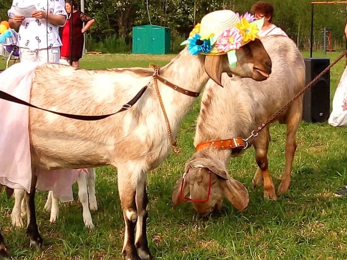 Утро в Ижевске: голая женщина на улице, конкурс на самую красивую козу и  последствия пенной вечеринки - KP.RU