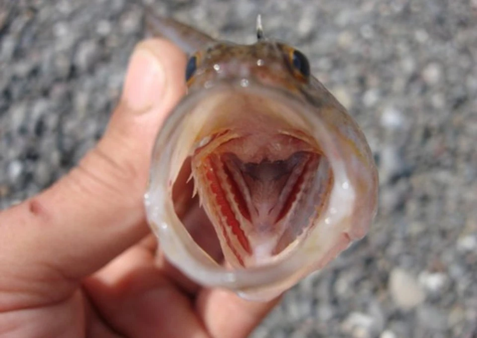 Дракончик черное море