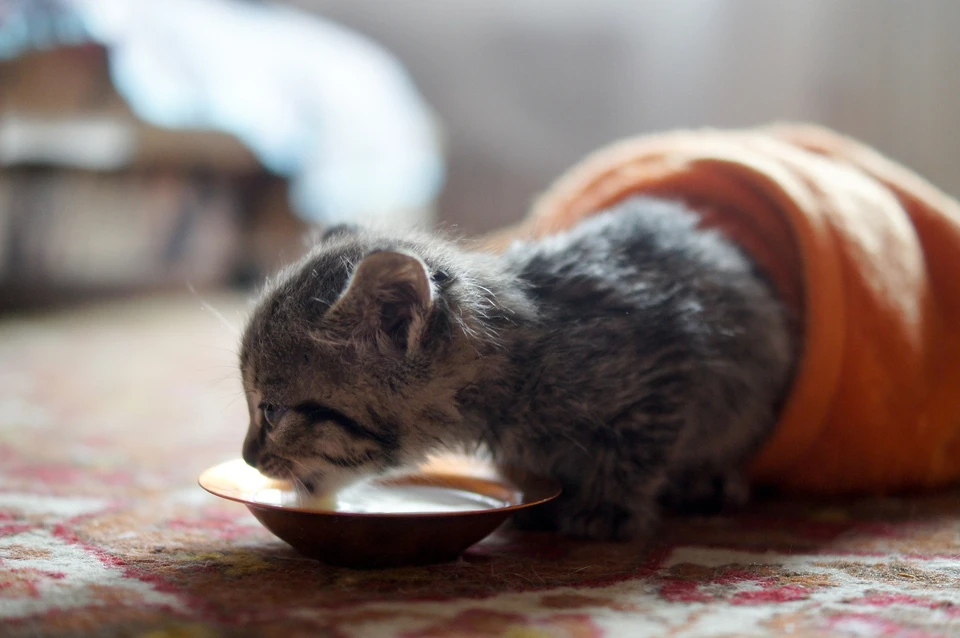 Котята, которые погибли от рук девушки, родились всего сутки назад