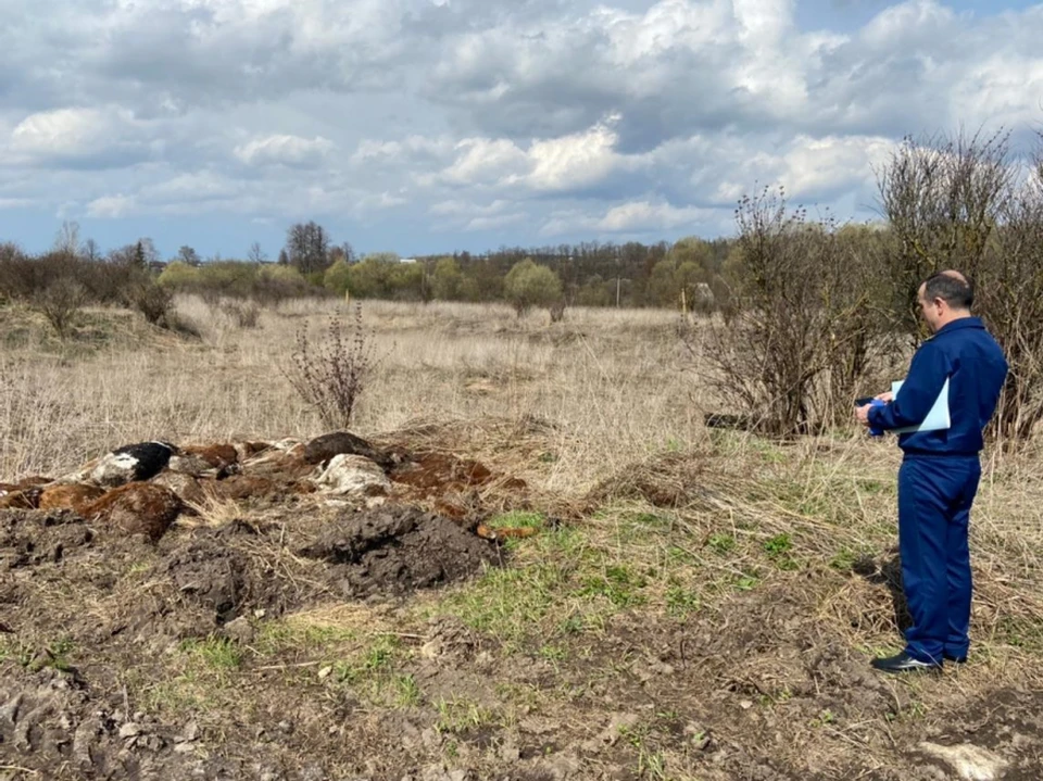 В Тульской области фермер оштрафован за брошенные в поле трупы коров
