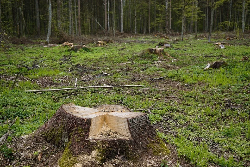 Астраханец незаконно вырубил 12 деревьев