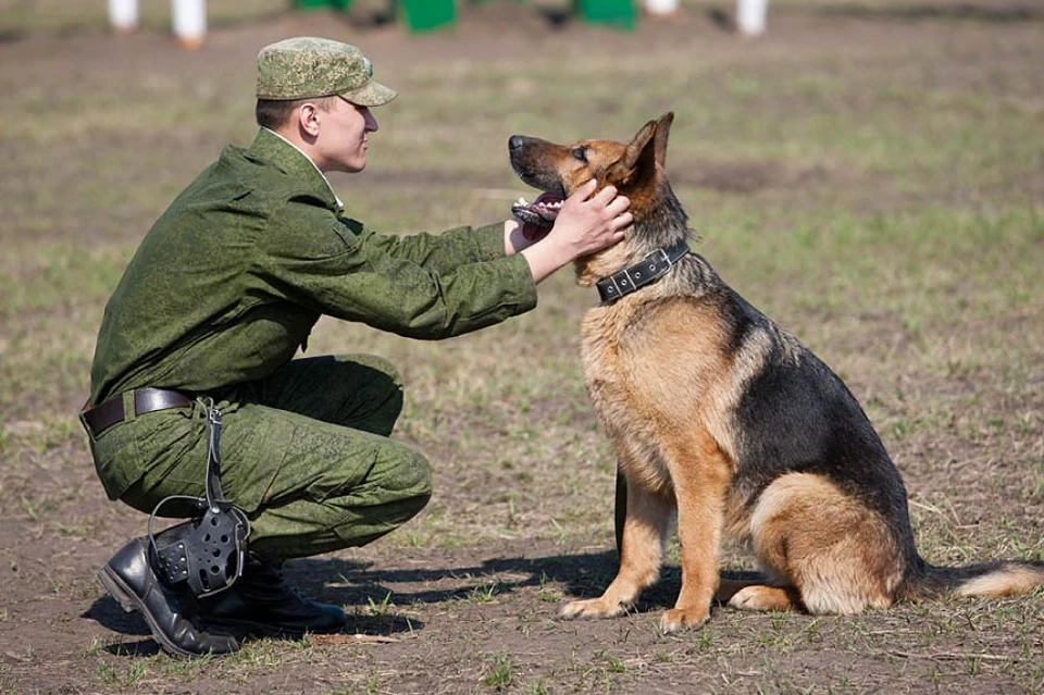 Собака не подведет. Фото: stat.mil.ru