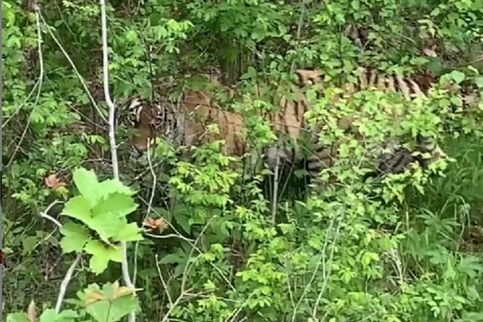 «Мамочки, настоящий тигр!»: удачливые туристы встретили затаившегося полосатого зверя в Хабаровском крае. Фото: скриншот с видео.