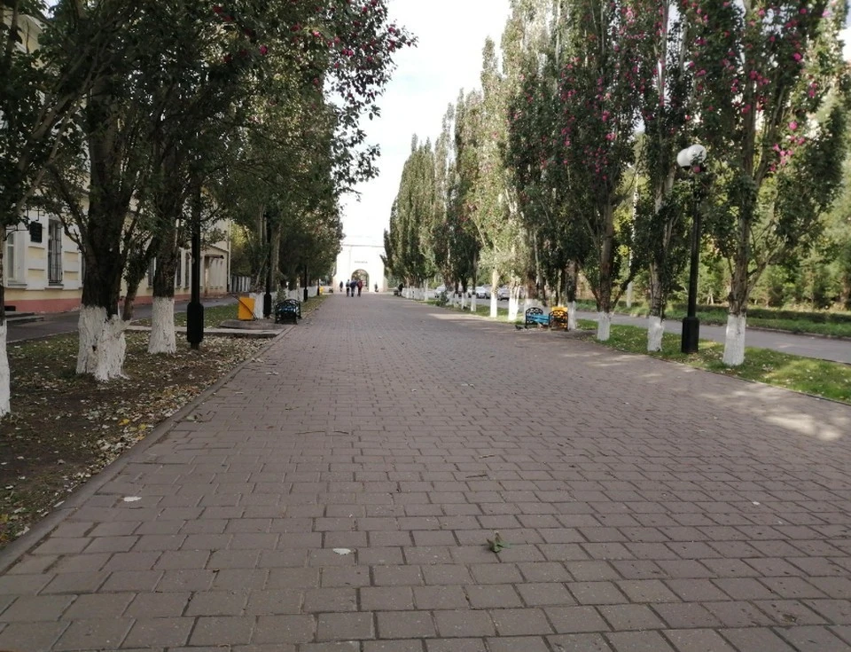 Чиновники планировали посадить вместо тополей ясени.