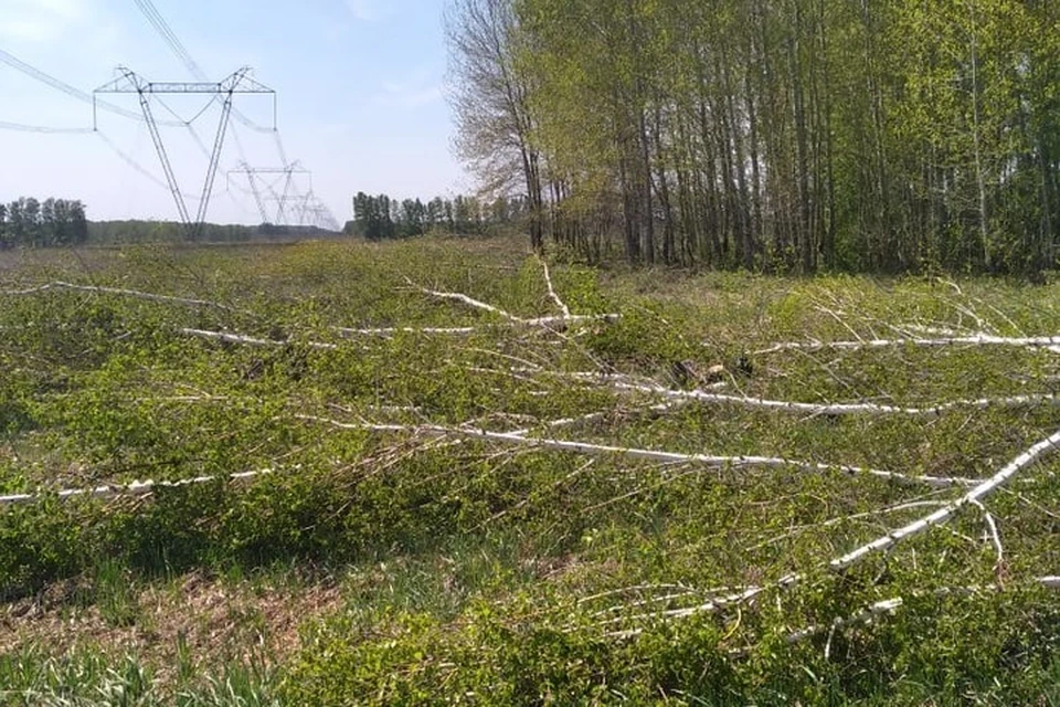Порубочные остатки были оставлены на месте линии электропередач.