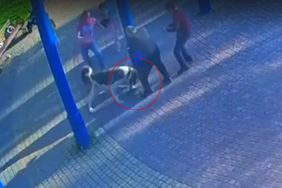 В Ленобласти алабай насмерть прокусил маленького йорка. Фото: vk.com/v.ispravnikova