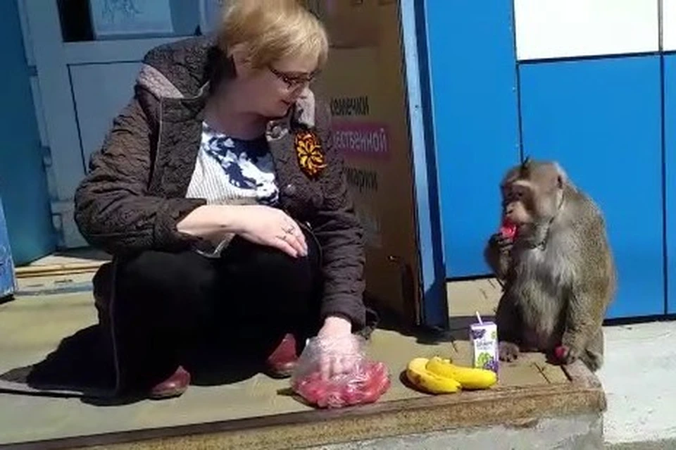 Сидевшая рядом с обезьяной жительница явно пребывала в некотором шоке и подсовывала животному бананы
