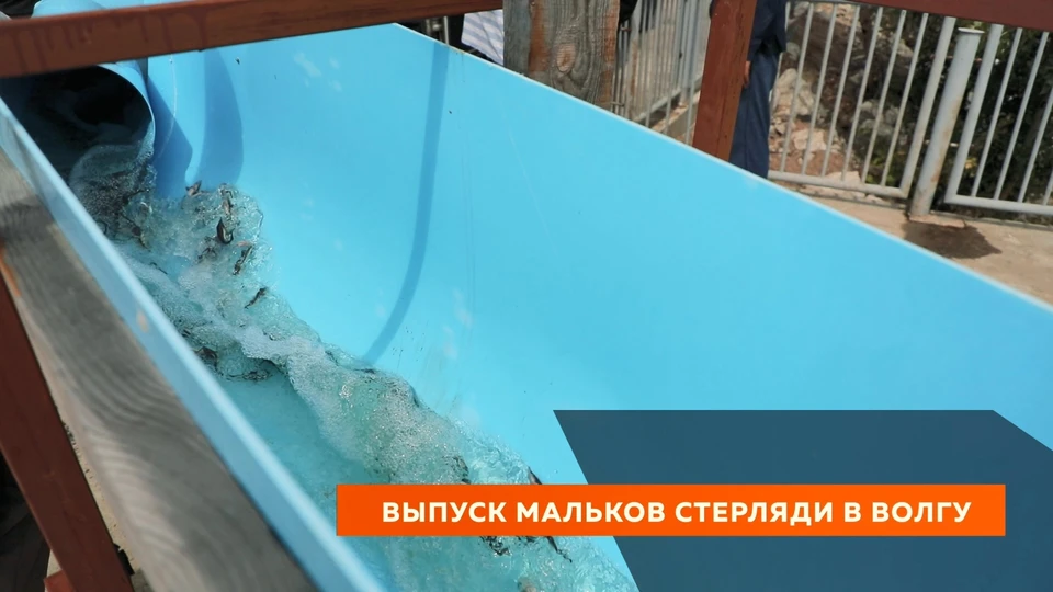 Тысячи мальков стерляди выпущены в Волги