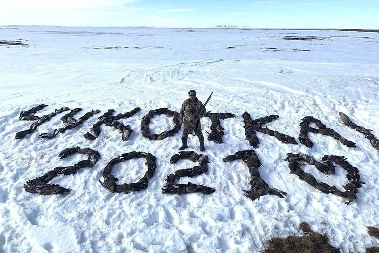 Чукотская дичь: «сердечко» из убитых птиц могло принадлежать депутату