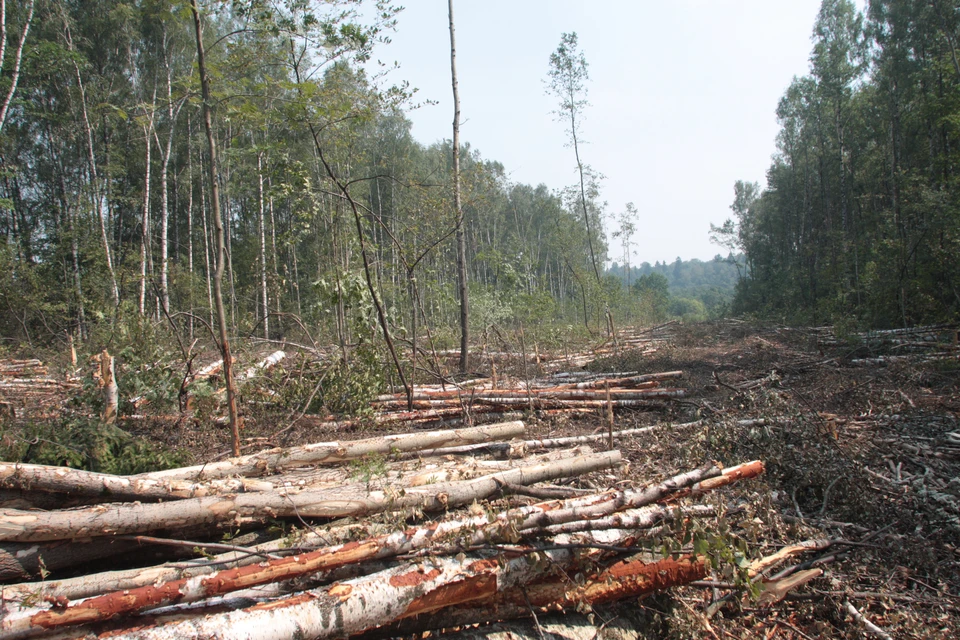 Неизвестные нанесли немалый ущерб лесу в Чаинском районе Томской области. Фото: Людмила Баркова