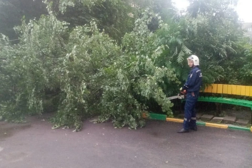 12 деревьев упало в Брянске во время прохождения грозового фронта в субботу, 26 июня.