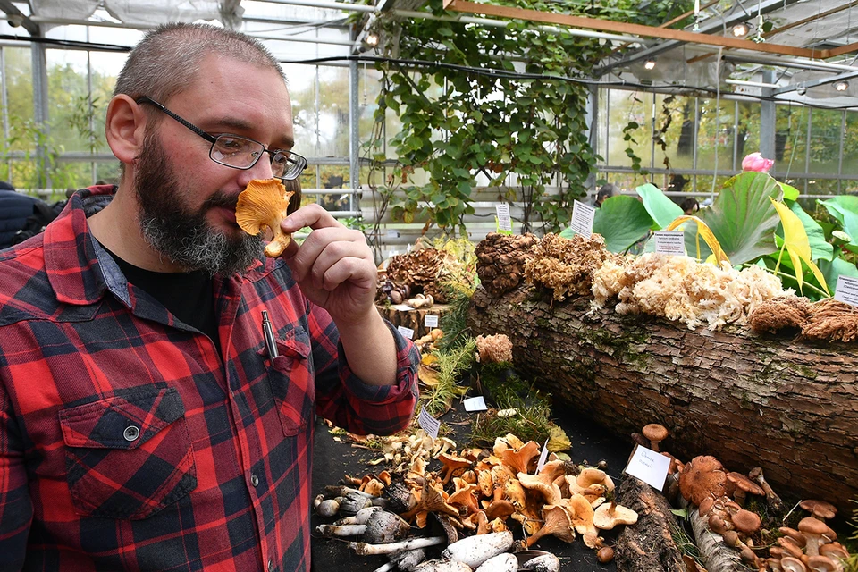 Миколог Михаил Вишневский рассказал, откуда на улицах города берутся деликатесные грибы.