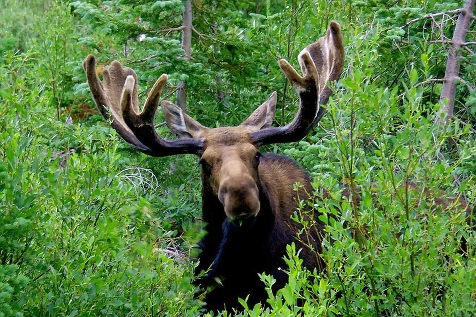 Браконьеров будут судить за убийство лося Фото: архив "КП"