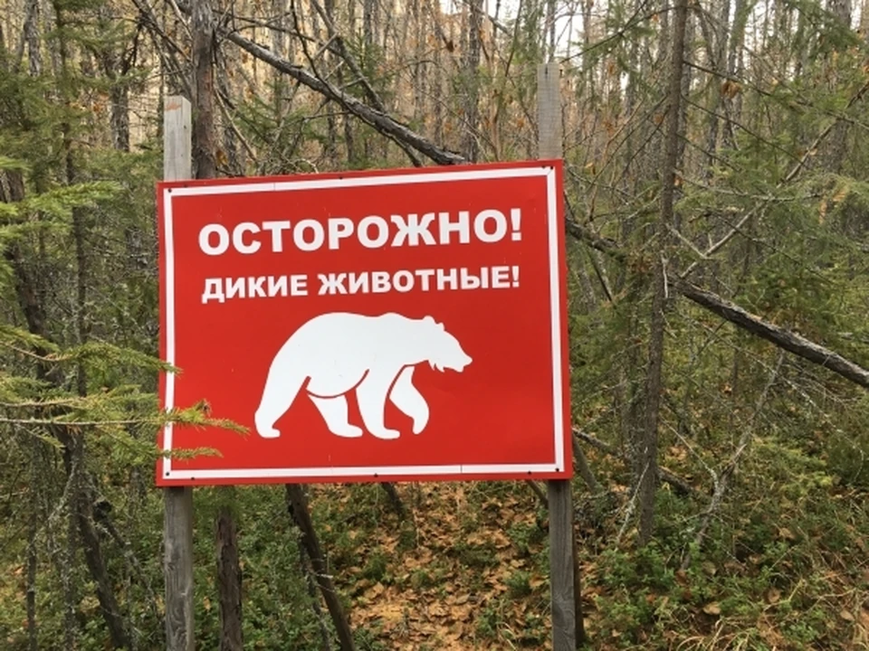 Медведей начали считать в Смоленской области.