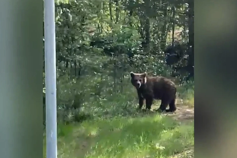 Косолапый в Раякоски с мокроносыми подружился, ведь на то были причины. Фото: Скриншот видео