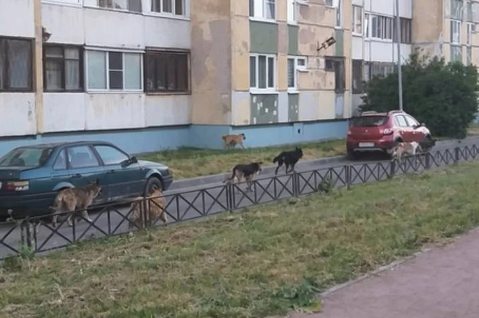 Петербуржцы пожаловались на стаю бездомных собак в Московском районе города
