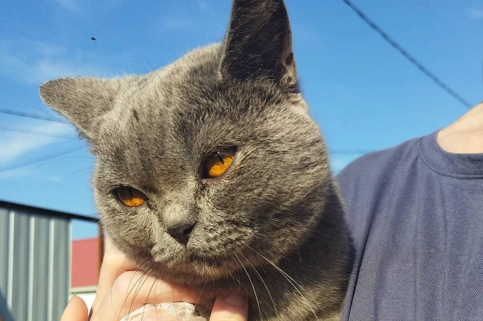 Татьяна подыскивает дом породистому коту Фото: @lelkae