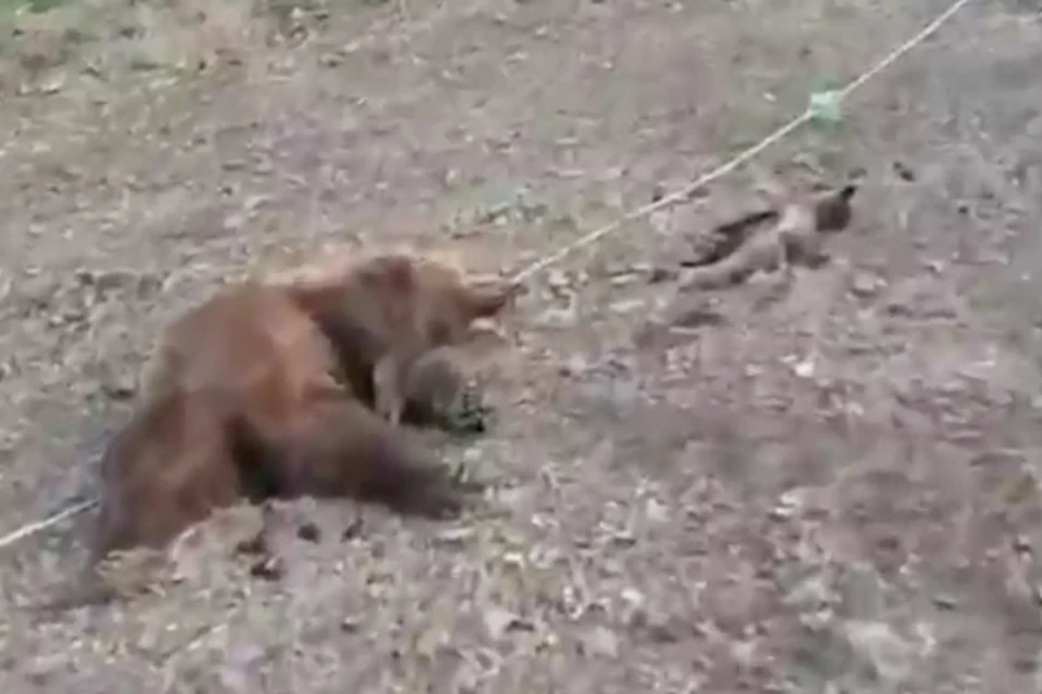 Погибших зверей сняли на видео очевидцы и поделились кадрами в соцсетях