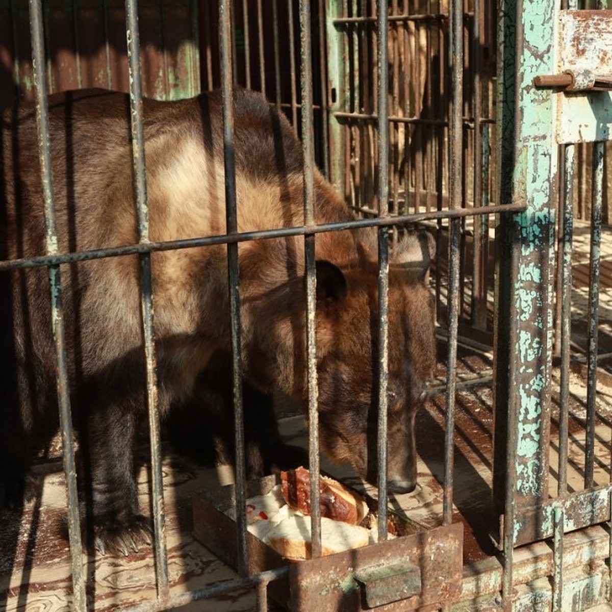 Жизнь ради косолапых: как и от кого уже много лет спасают медведей в  Уссурийске - KP.RU