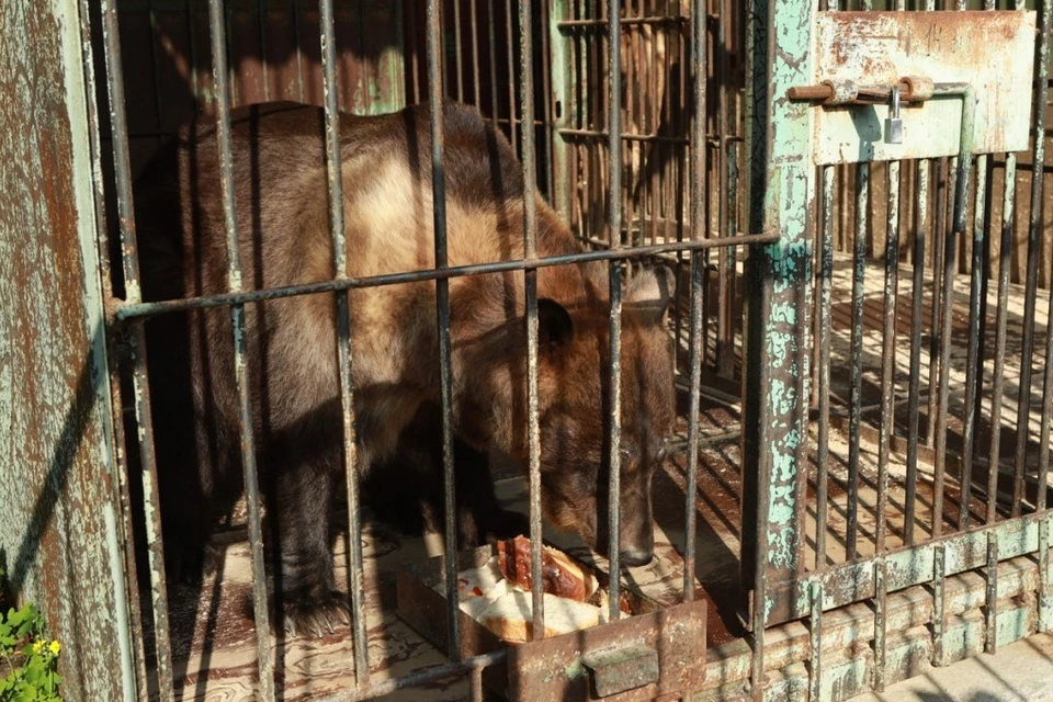 Жизнь ради косолапых: как и от кого уже много лет спасают медведей в  Уссурийске - KP.RU