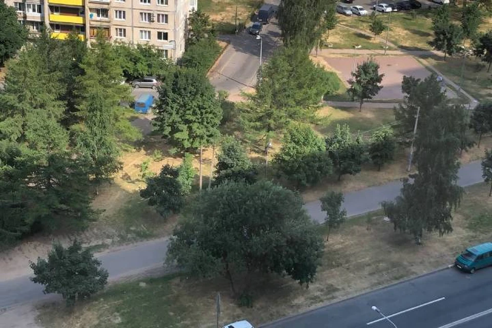 Аномальная жара в Петербурге выжгла газоны и высушила деревья