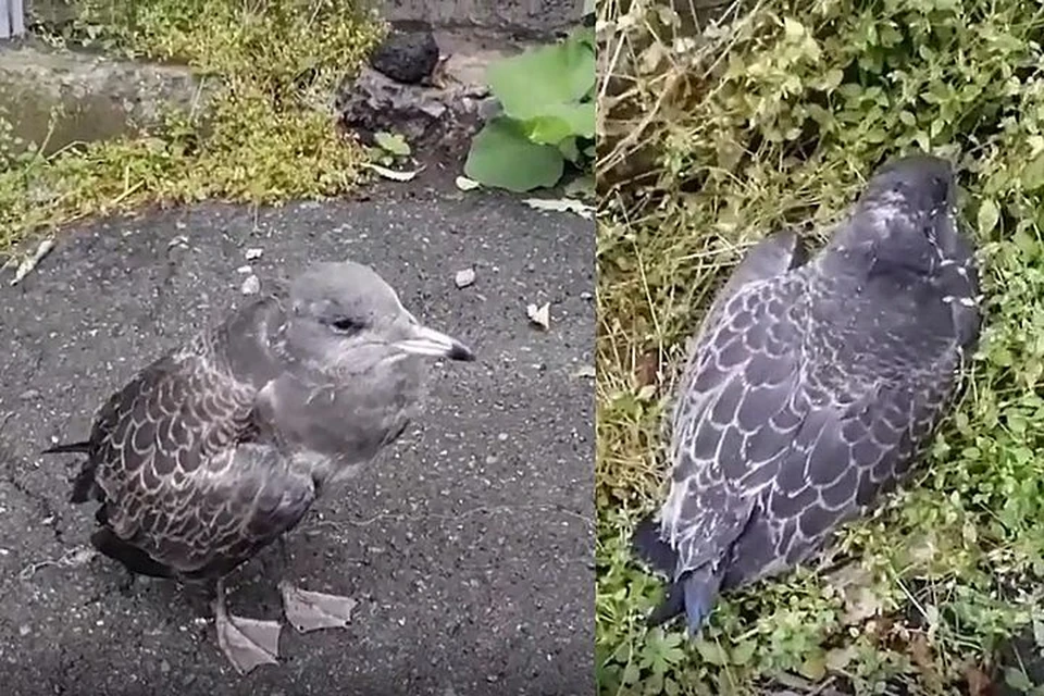 Во Владивостоке из-за ремонта крыши могут погибнуть сотни птенцов. Фото: www.instagram.com/dpskontrol126rus.