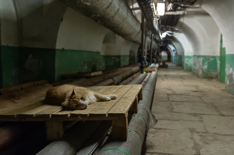 Кошки и собаки очень любят забираться в подвалы жилых домов. Фото из архива "КП".