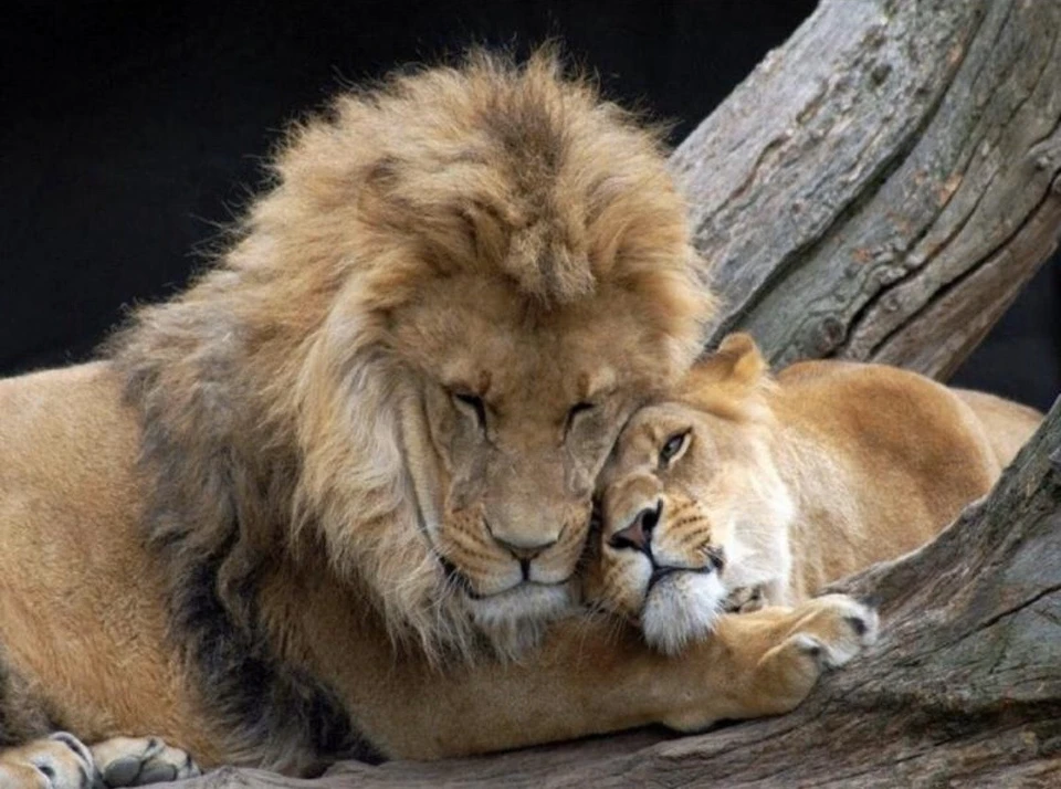 Дачники Тюмени могут отдать излишки урожая животным. Фото - zoo.sosnovbir.ru.