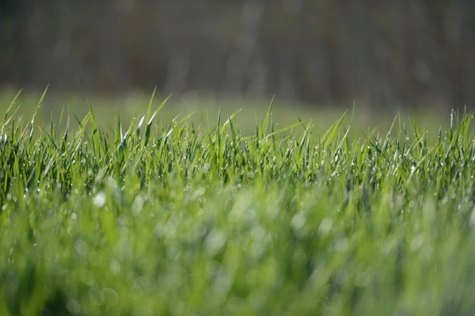 Народный календарь на 25 июля