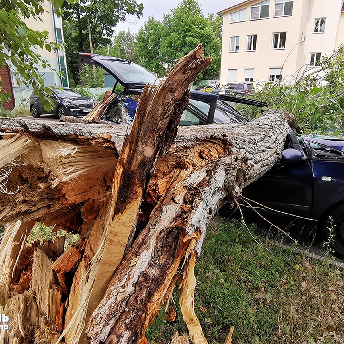 Фотофакт: ураган в Гомеле 2 августа повалил деревья и оборвал ЛЭП - KP.RU