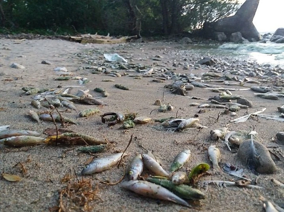Жара - не единственная причина гибели рыбы в Самарской области