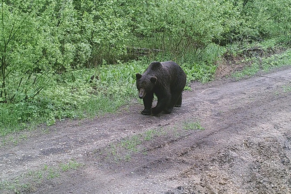 Медведь попался в фотоловушку в Суражском лесхозе Витебской области. Фото: Суражский лесхоз.