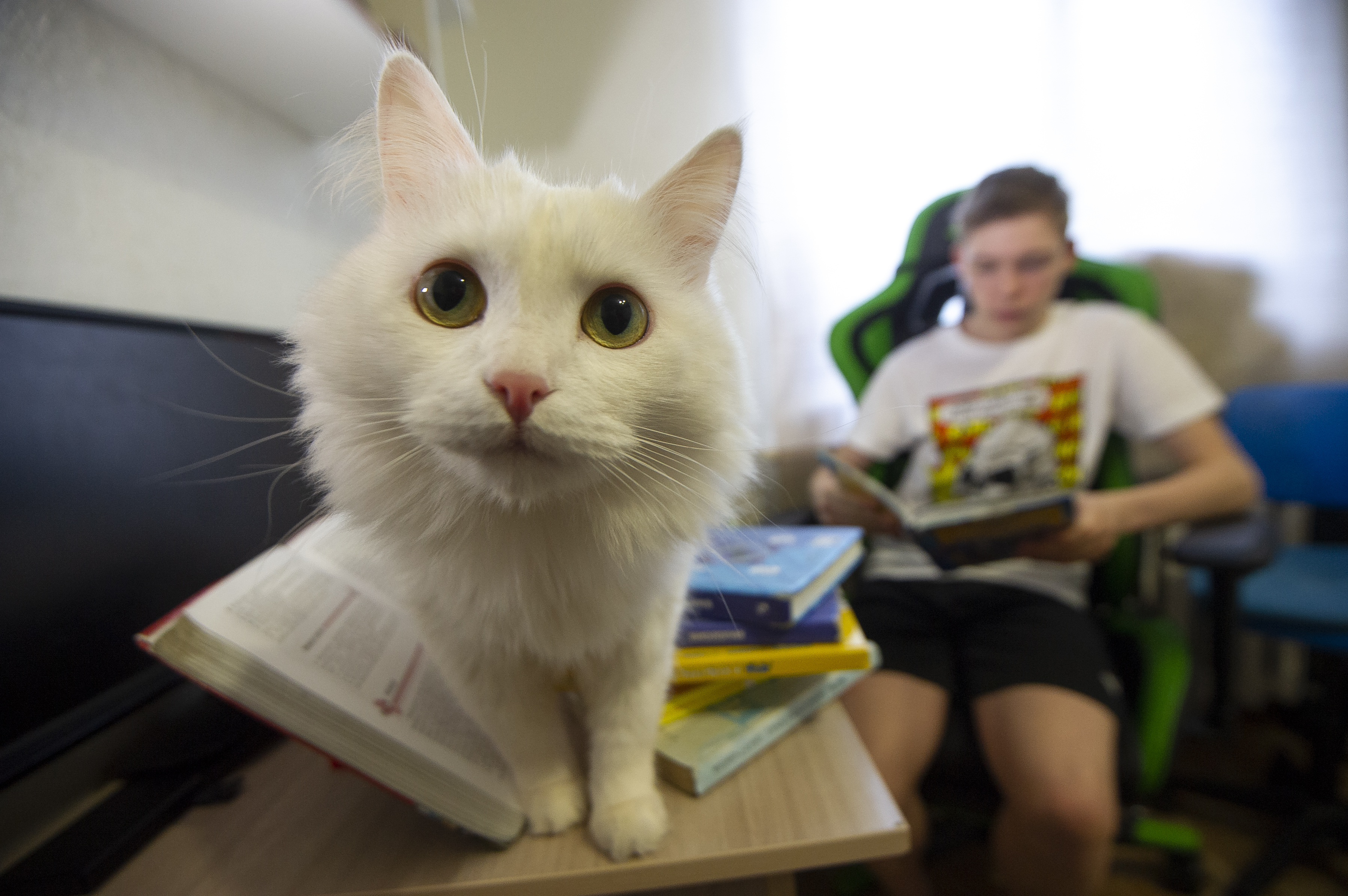 Кошки не всегда любят, когда дома никого нет