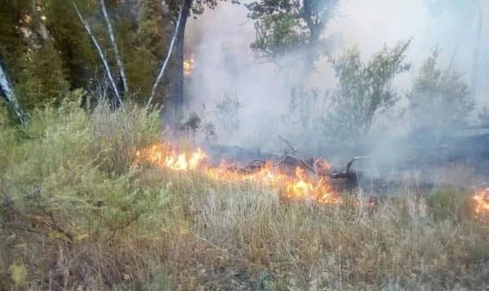 Лесные пожары в Саратовской области продолжают возникать регулярно