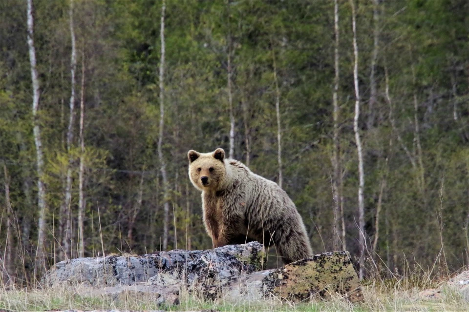Дежурный оператор ЕДДС: 8 815 546 03 21, 8815 546 03 87 или 8 921 033 00 09. Фото: Кандалакшский заповедник