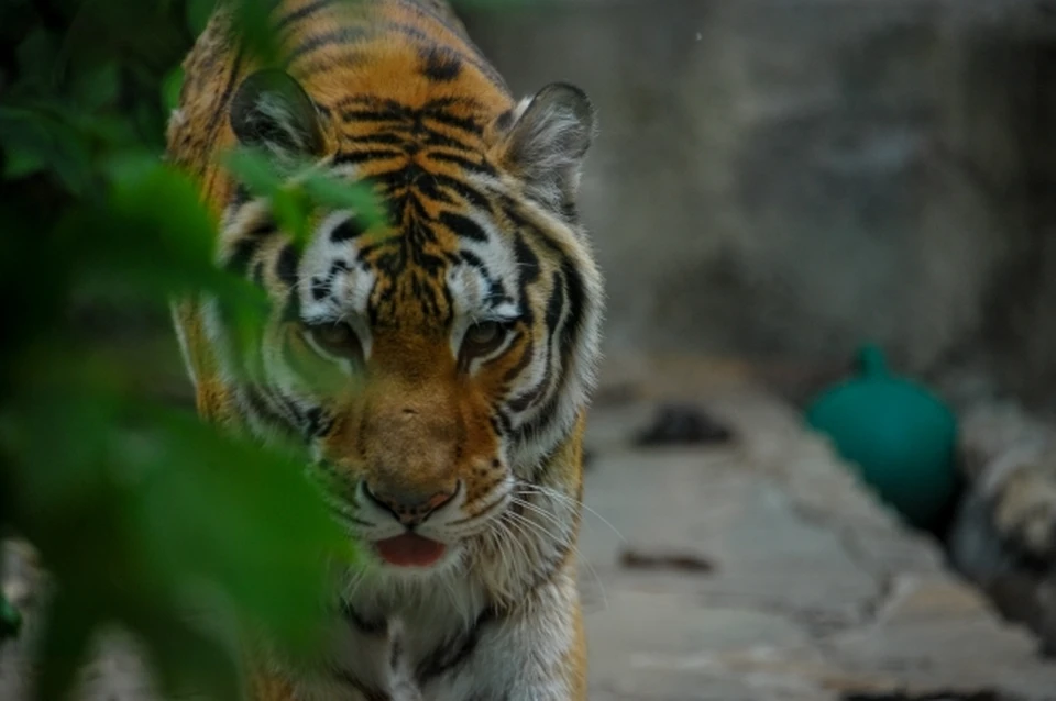 Лесозаготовители предполагают, что мужчину убил амурский тигр и уволок в тайгу