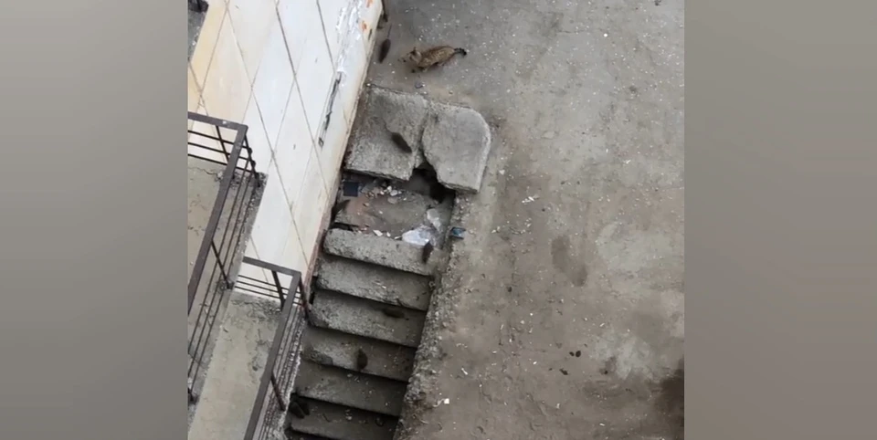 Крысы снуют прямо под носом у дворовой кошки. Кадр из видео