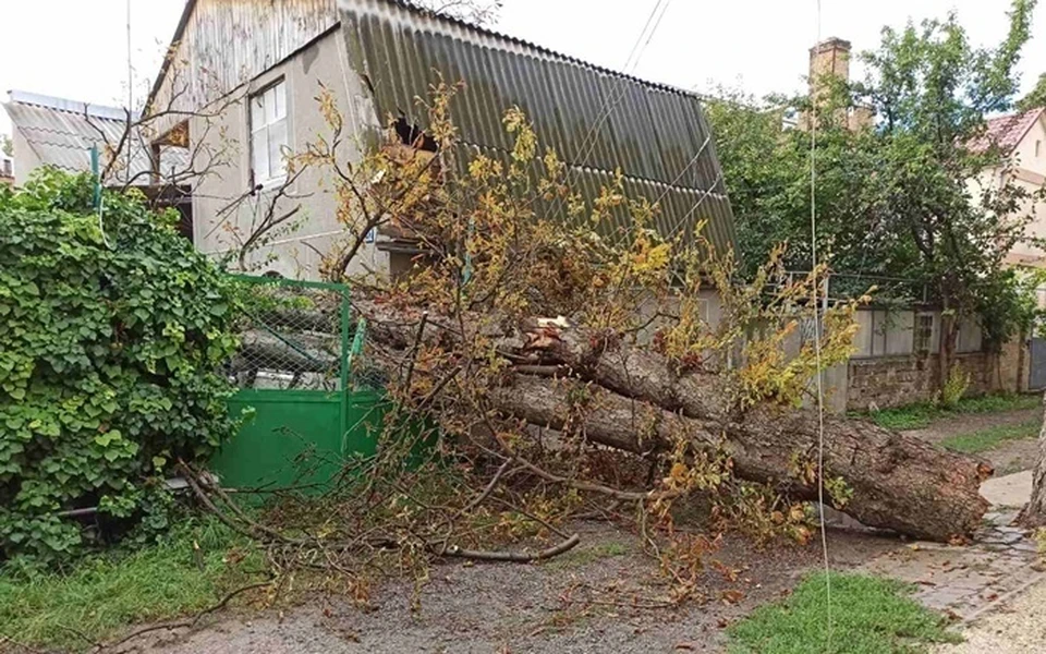 Старый ствол не выдержал напора непогоды. Фото: пресс-служба Министерства ЧС РК