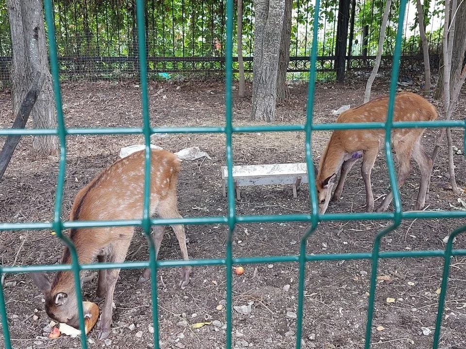 Сейчас животные выглядят подавленными
