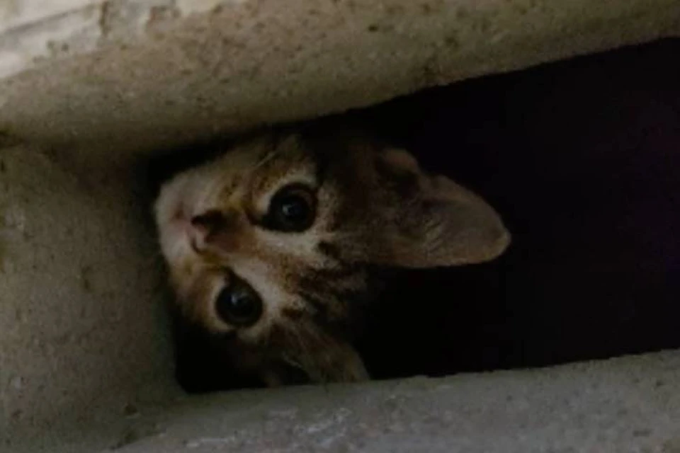 Котята массово падают и гибнут в шахтах домов в Каменке
