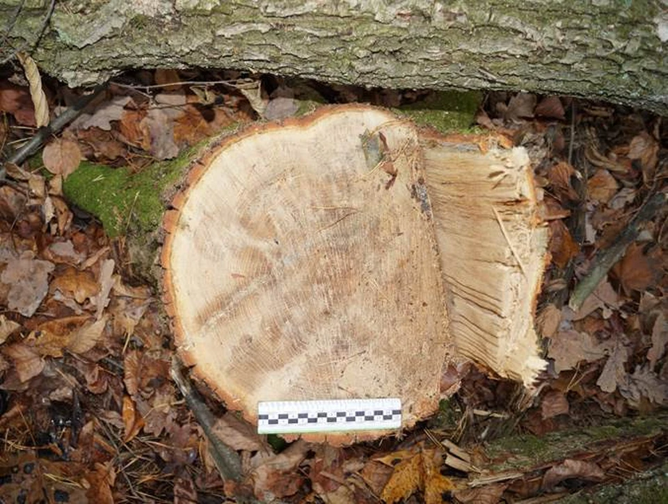 Из леса оказалось похищено больше 7 кубометров ценной древесины