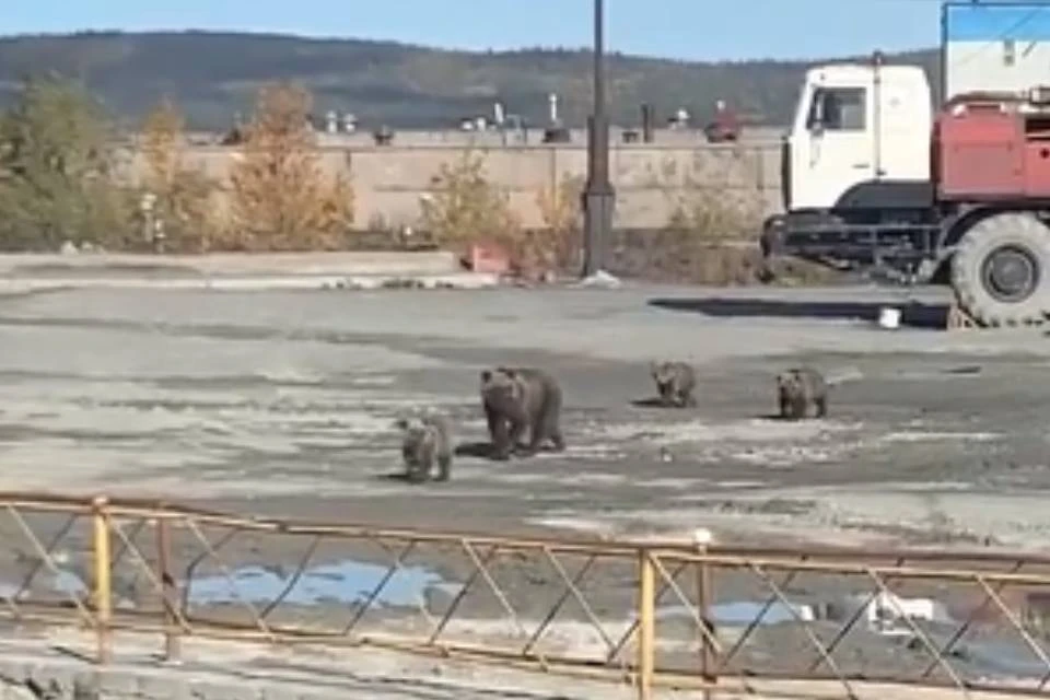 Медвежье семейство не боялась людей. Фото: скриншот видео